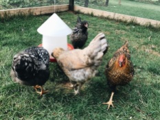 Chickens: 12 standard-sized chickens. Easter Eggers, Wyandottes, Marans, Astrolorp, Orpington
