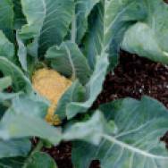 5 tips for starting a garden. cheddar cauliflower