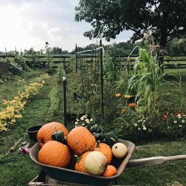 5 tips for starting a garden. pumpkins and winter squash