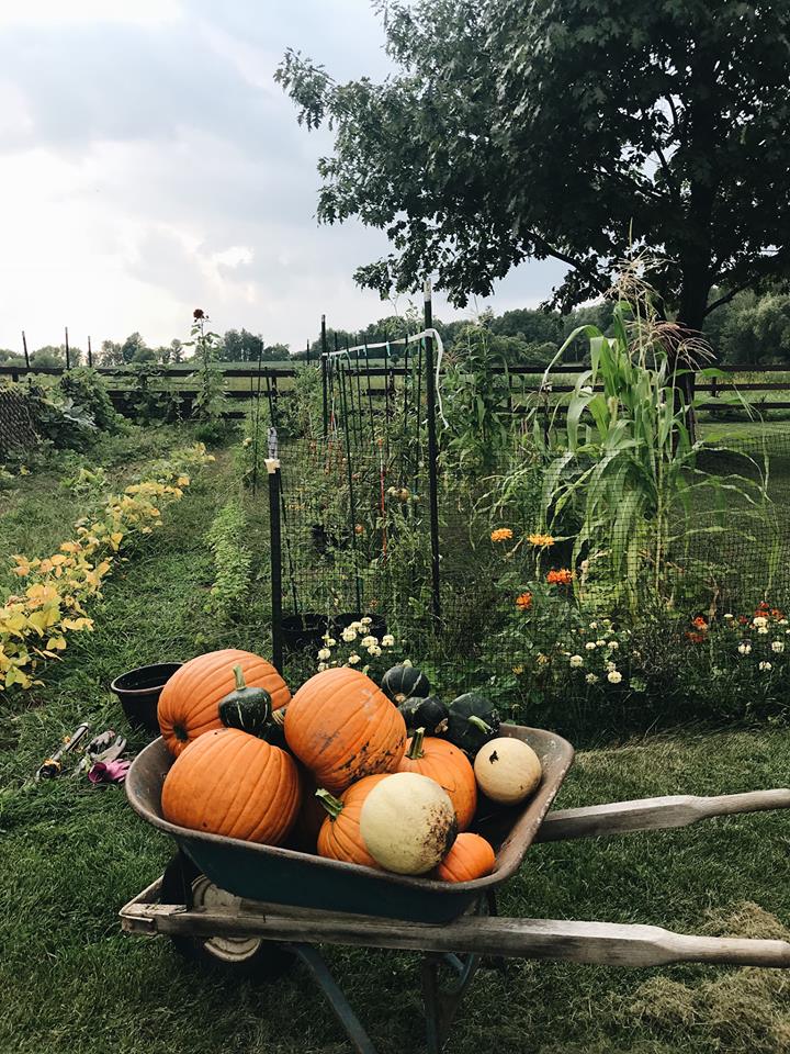 5 tips for starting a garden. pumpkins and winter squash
