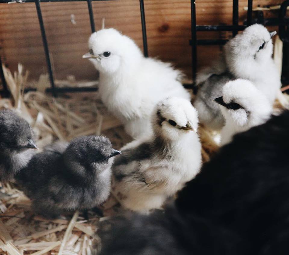 Silkie chicks hatched by broody hens