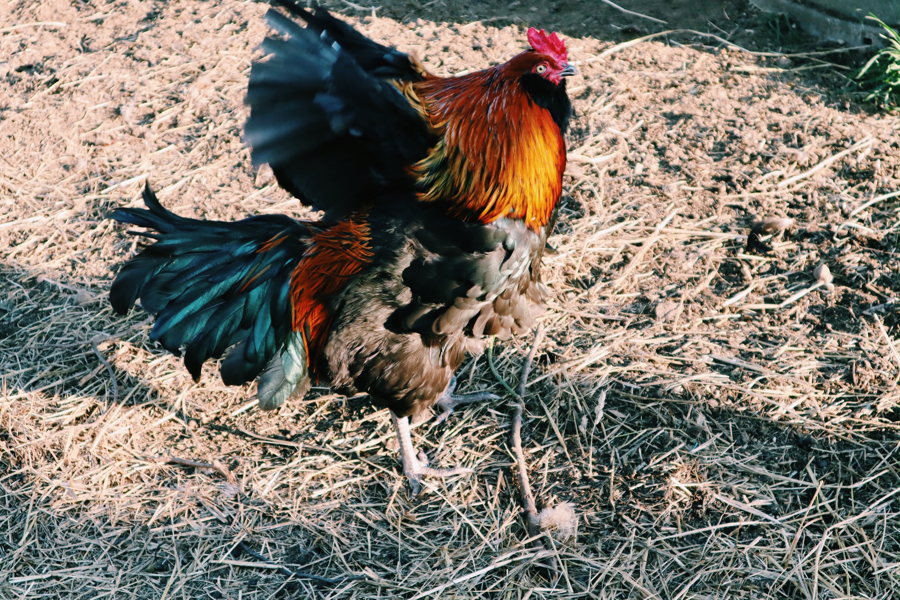 how to handle aggression in roosters